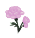 Pink Roses