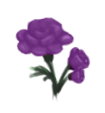 Purple Roses