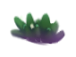 Succulent